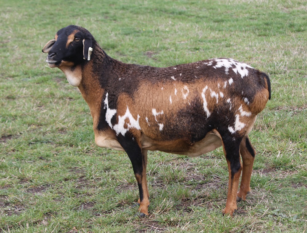 Stud Sheep Genelink Bambi  Tricolour Speckled Ewe