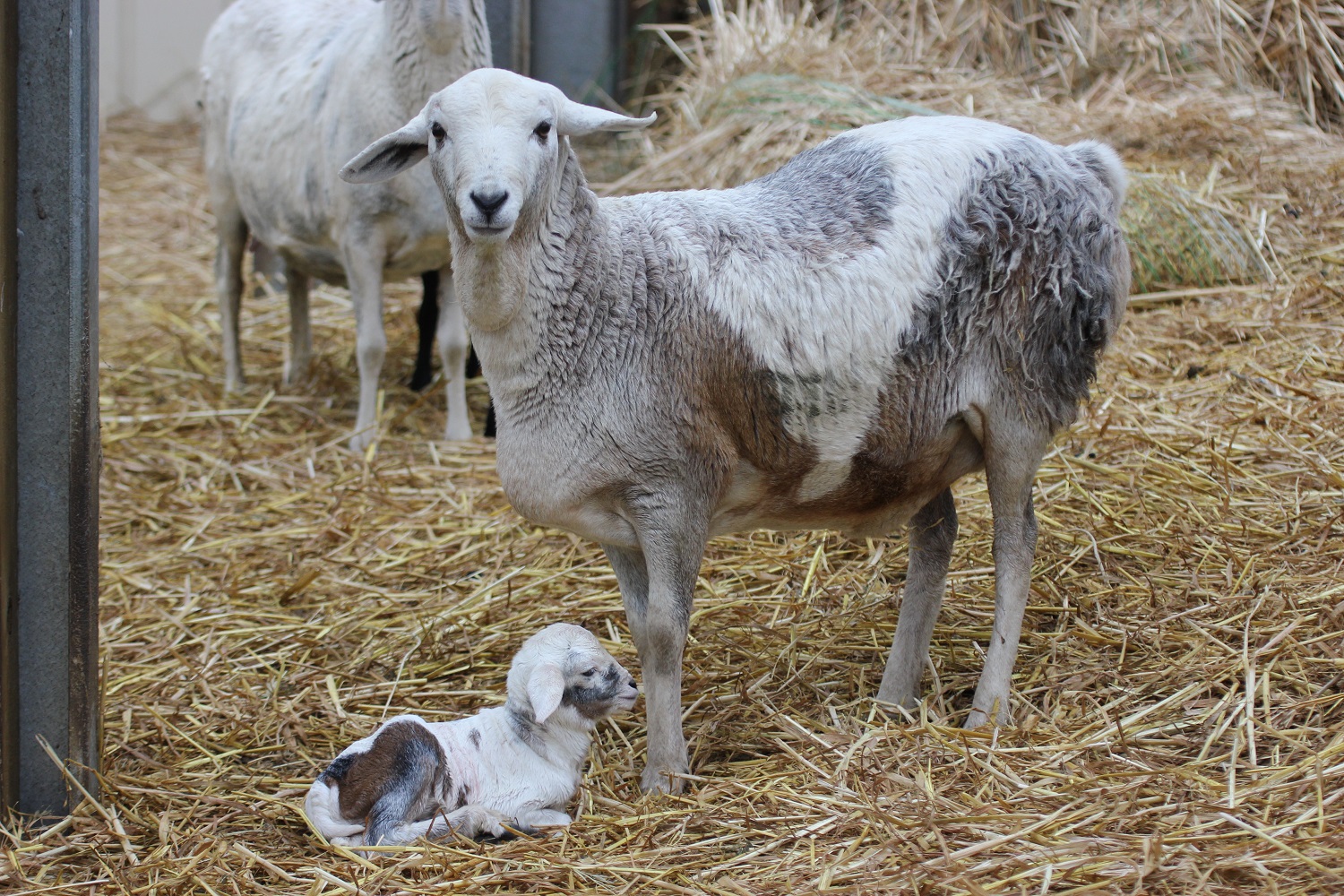 Stud Persian Sheep  Coolibah Pearl with her 2 hour old lamb 29 /7/1