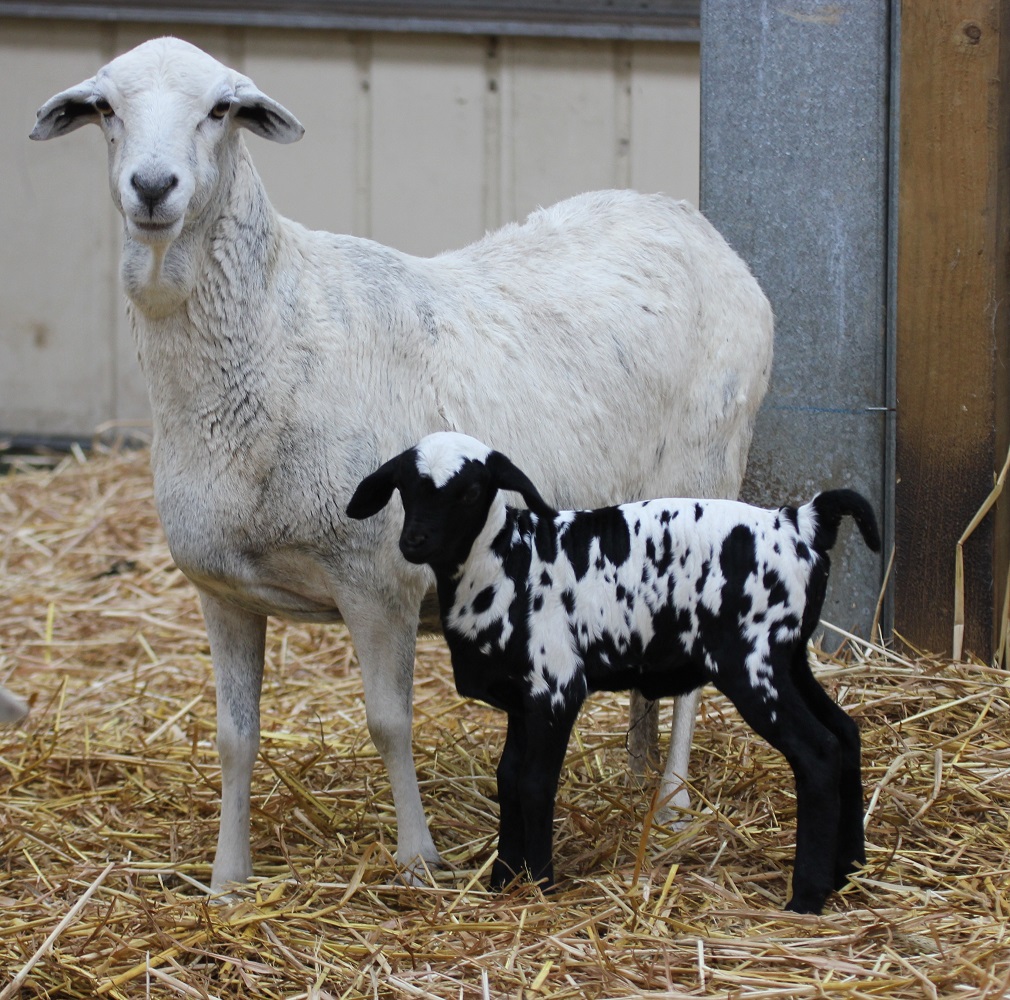 Stud Persian Sheep  Genelink Sapphire with her 7 day old lamb, 29/7/14