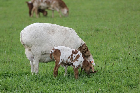 Stud Sheep Genelink Blondie with her ram lamb, September 2014