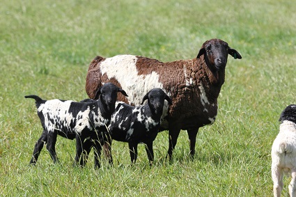 Persian Sheep