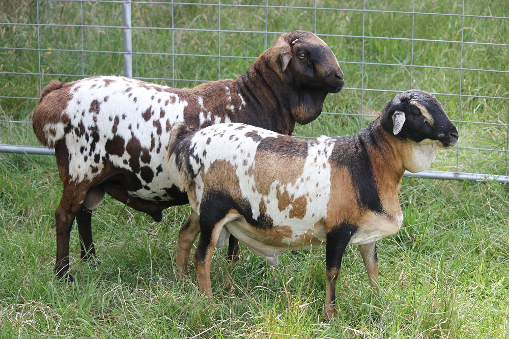 Coolibah Kruger (Chocolate Speckle Ram), with Coolibah Zulu (Tricolour Speckle Ram), December 2014