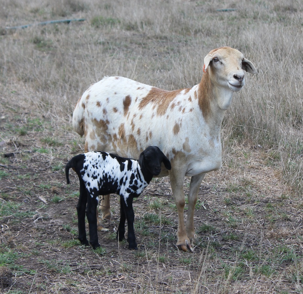 Genelink Champagne in February 2015, nine months later and fully recovered after her caesarean with her new lamb, a black speckle ewe.