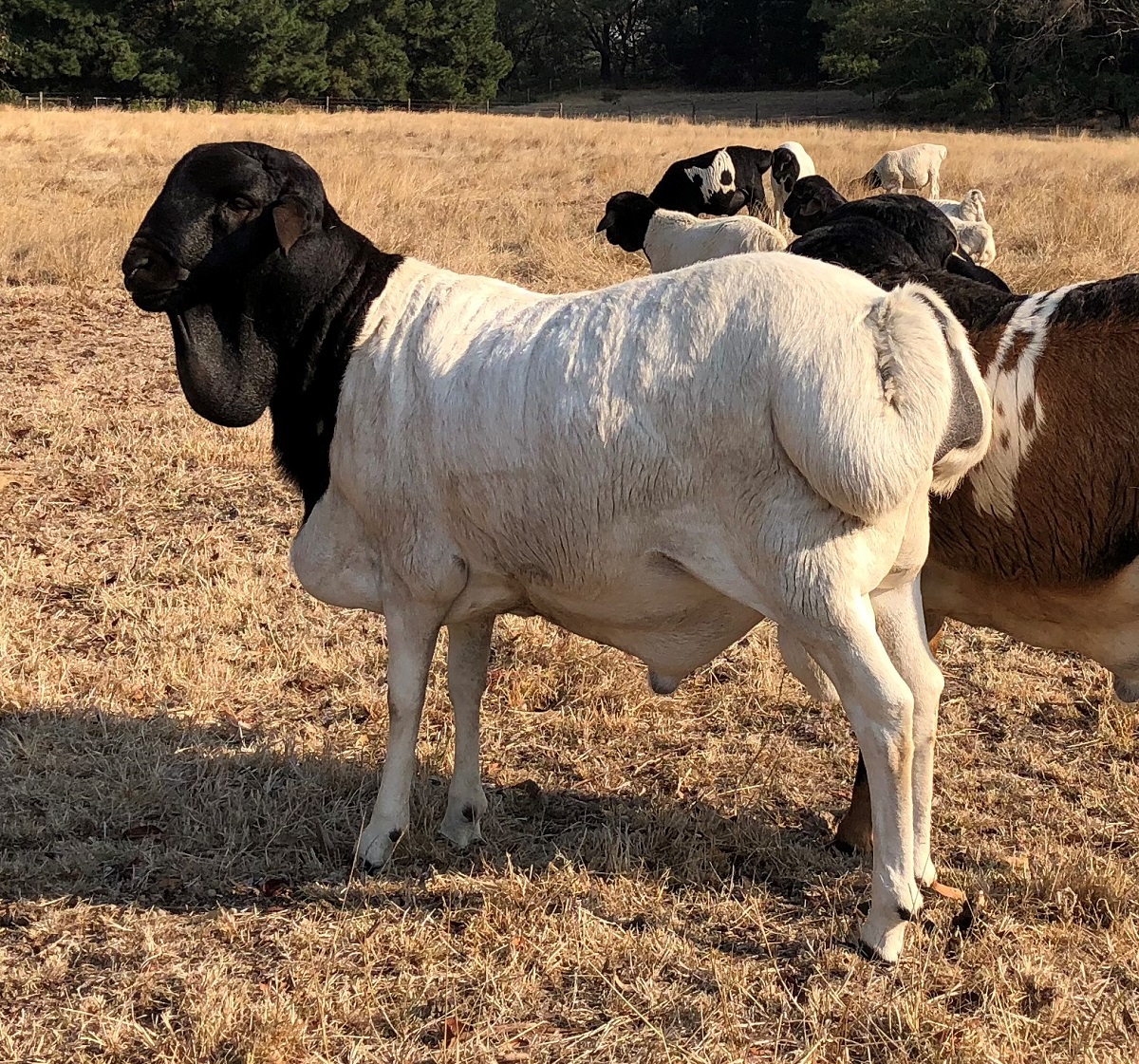 Coolibah “The African”  .  “The African” was ovulated in the Karoo in South Africa and imported into Australia as an embryo. Born in Australia in 2017 he was used at stud in 2018 over 80 Persian ewes.